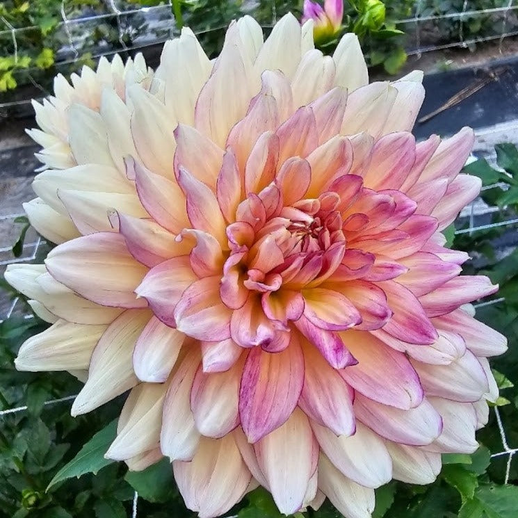 Bubbling Over Dahlia