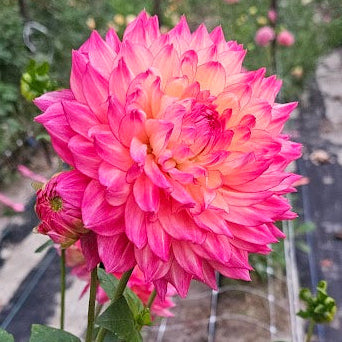 Bubbling Over Dahlia
