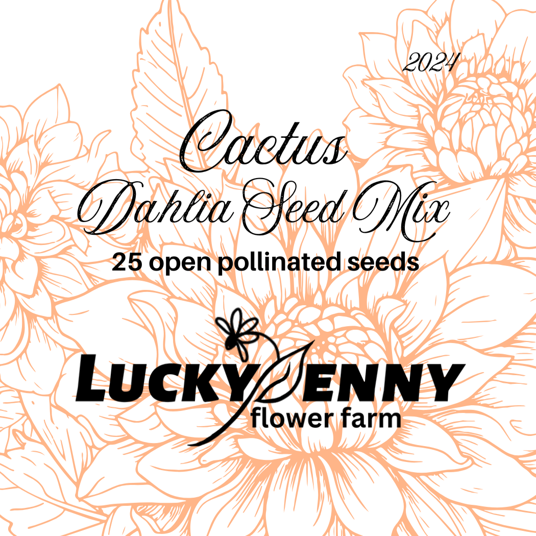 Cactus Dahlia Seed Mix