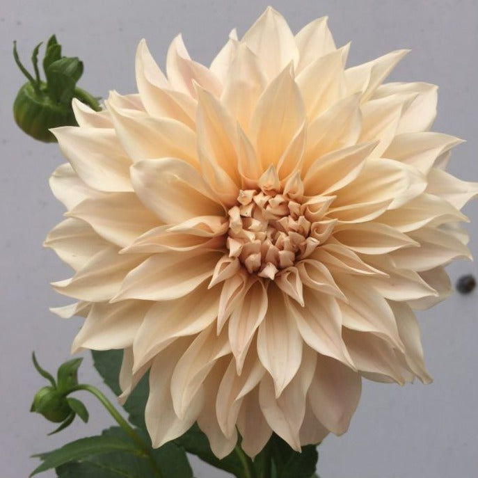 Café au Lait Dahlia