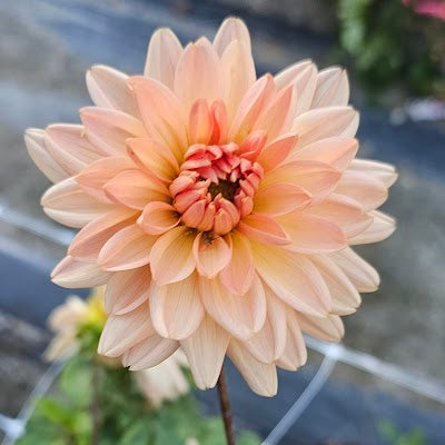 Camano Cloud Dahlia