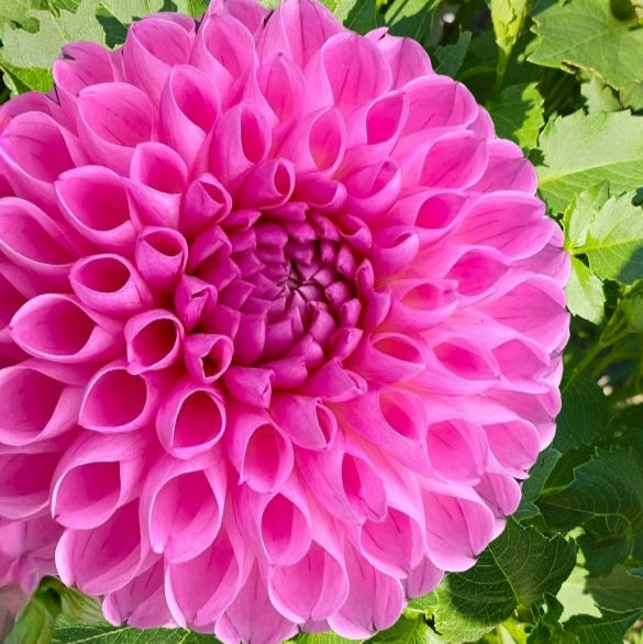 Camano Love Dahlia