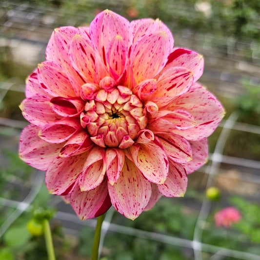 Carmen Fiesta Dahlia