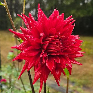 Charlie Boy Dahlia