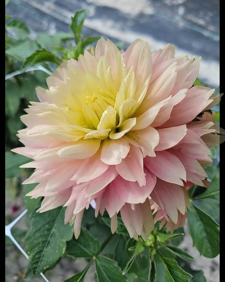 Chilson's Pride Dahlia