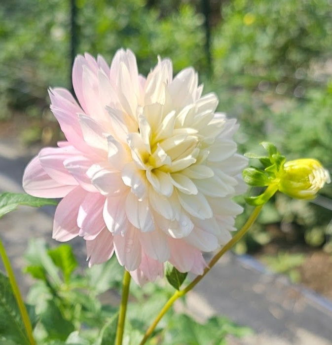 Chilson's Pride Dahlia