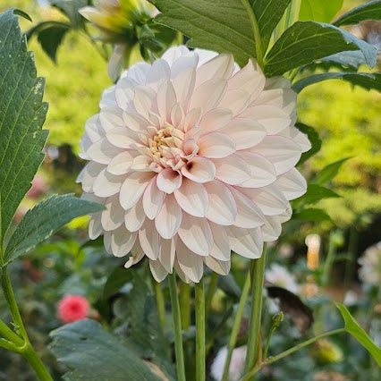 Christo Dahlia - LIMIT 1