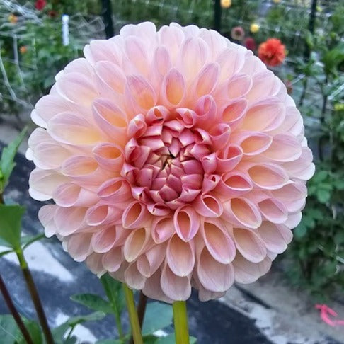 Clearview Peachy Dahlia