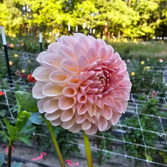 Clearview Peachy Dahlia