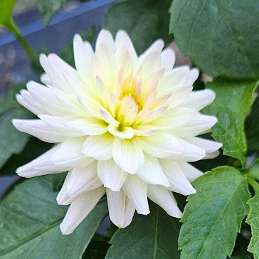 Clearview Sarah Dahlia