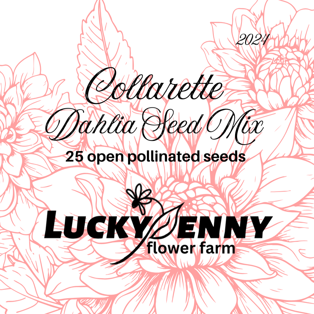 Collarette Dahlia Seed Mix