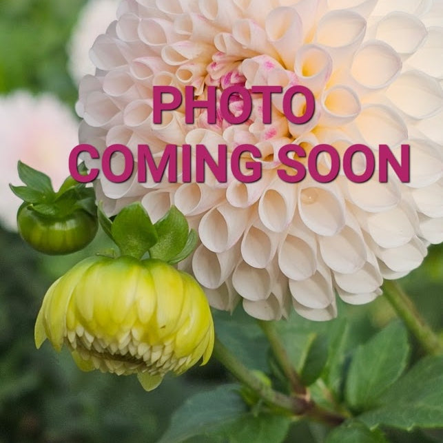 Wyn's Mauve Mist Dahlia