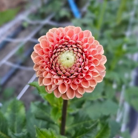 Cornel Bronze Dahlia