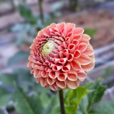 Cornel Bronze Dahlia