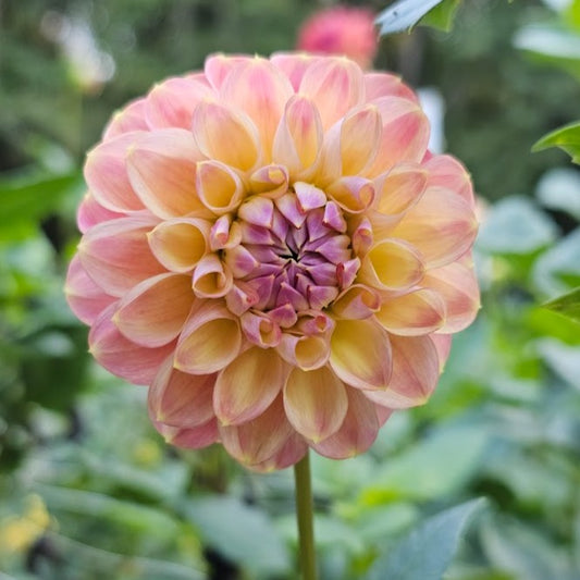 Coseytown Baby Cakes Dahlia