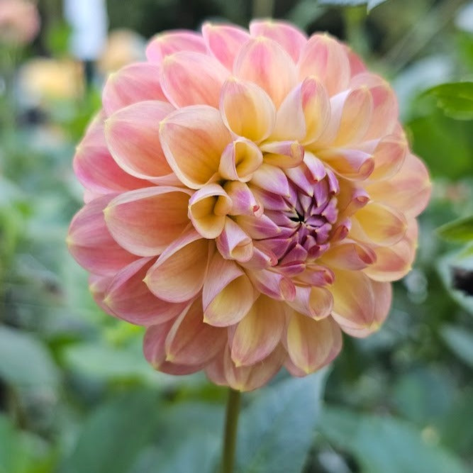 Coseytown Baby Cakes Dahlia