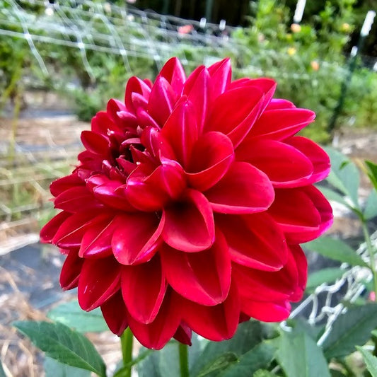 Coseytown Dollys Heart Dahlia