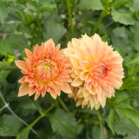 Country Sweetheart Tuber