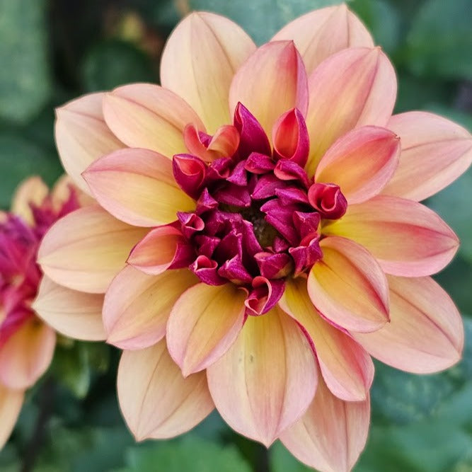 Creme de Cognac Dahlia