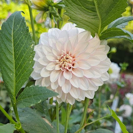 Christo Dahlia - LIMIT 1