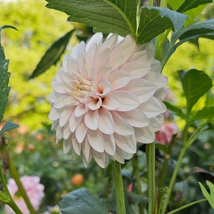 Christo Dahlia - LIMIT 1