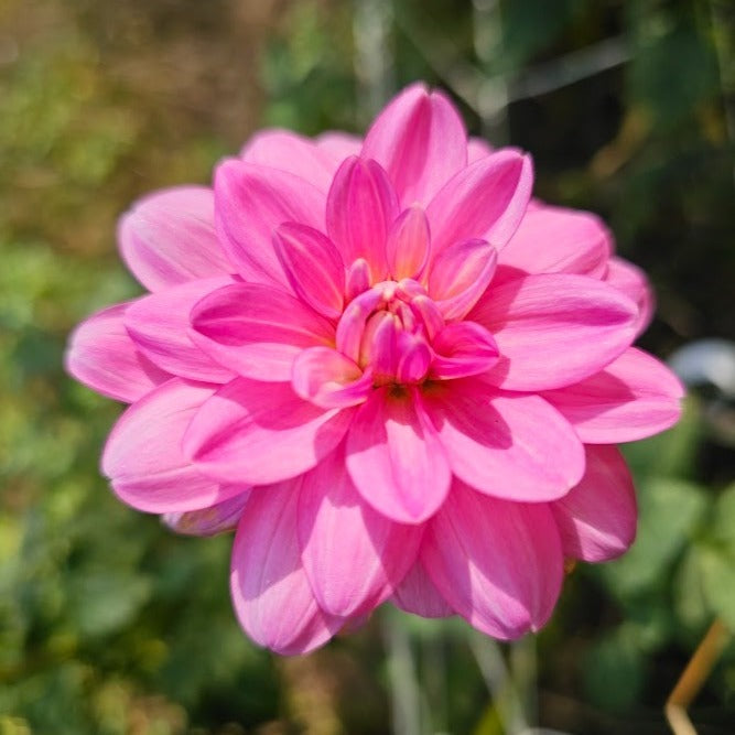 Cutie Patootie Dahlia – Lucky Penny Flower Farm