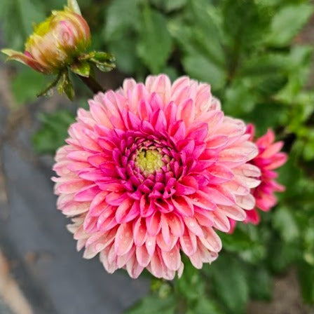 Daisy Duke Dahlia