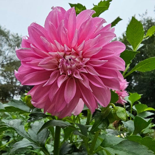 Dancing Queen Dahlia