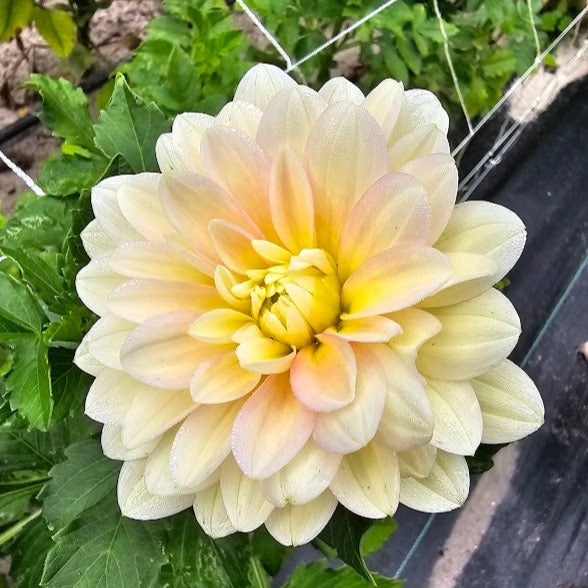 Day Dreamer Dahlia