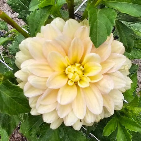 Day Dreamer Dahlia