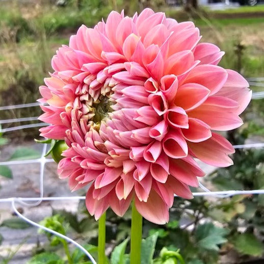 Dikara Superb Dahlia