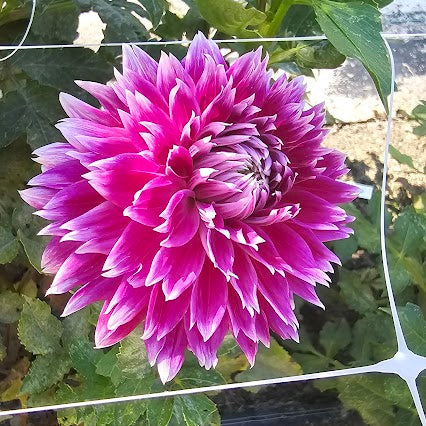 Eagle's Sugar Plum Dahlia