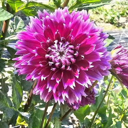 Eagle's Sugar Plum Dahlia