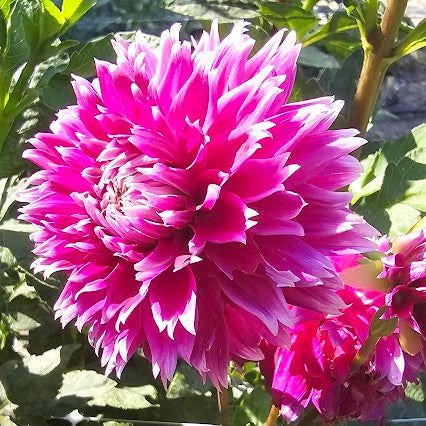 Eagle's Sugar Plum Dahlia