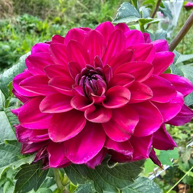 Fabulous Dahlia