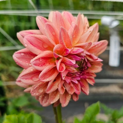 Ferncliff Copper Dahlia