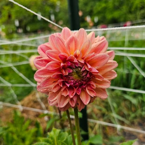 Ferncliff Copper Dahlia