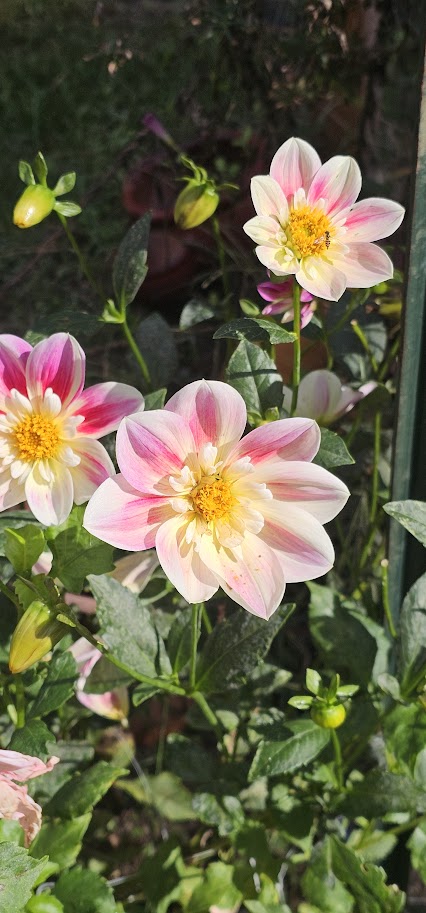 Ferncliff Dolly Dahlia