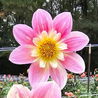 Ferncliff Dolly Dahlia
