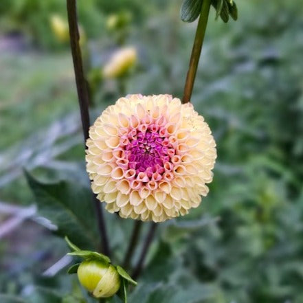 Ferncliff Spice Dahlia