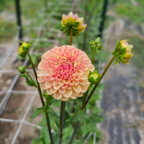 Ferncliff Spice Dahlia