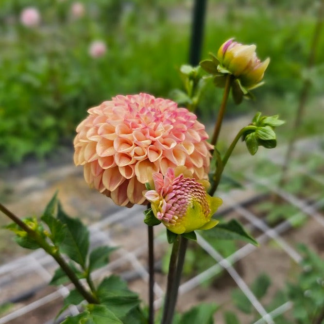 Ferncliff Spice Dahlia