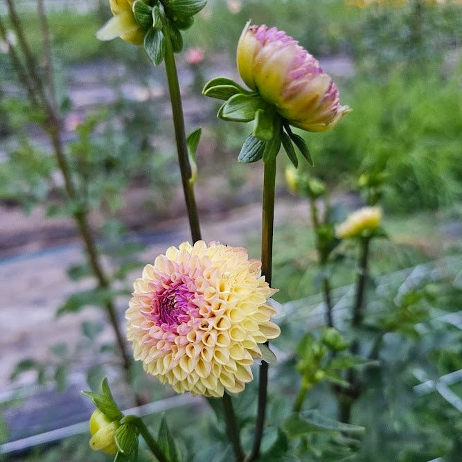 Ferncliff Spice Dahlia