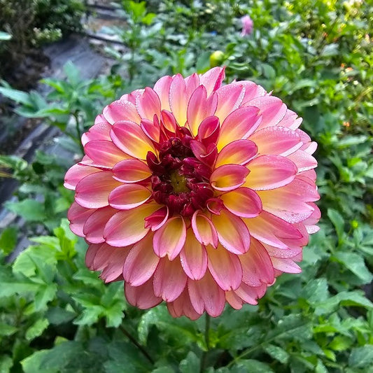 Foxy Lady Dahlia