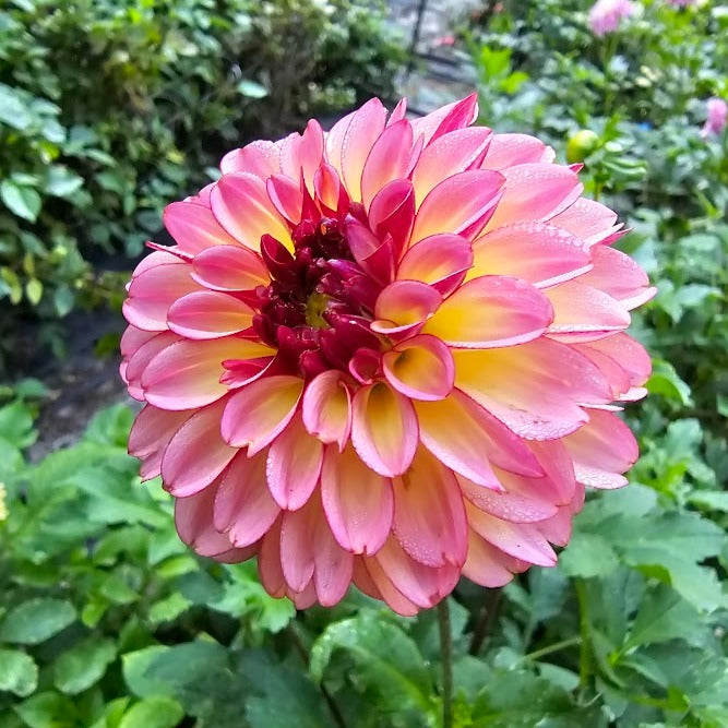 Foxy Lady Dahlia