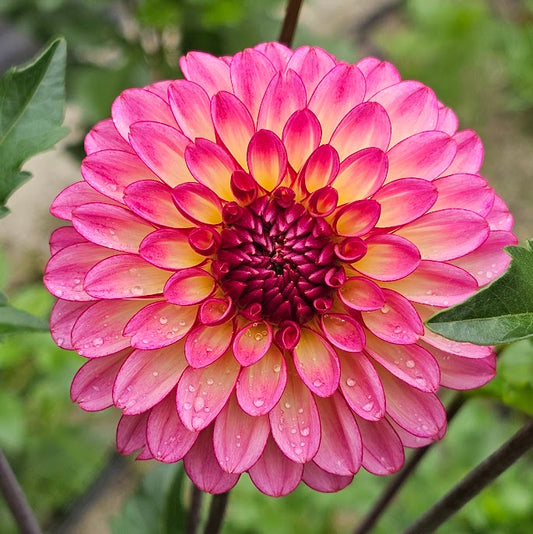 Foxy Lady Dahlia