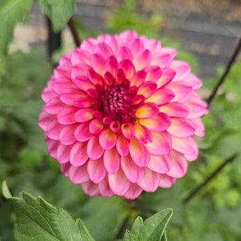 Foxy Lady Dahlia