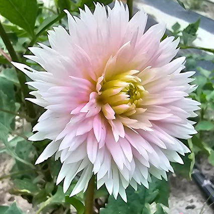 Gay Princess Dahlia