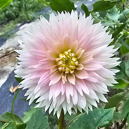 Gay Princess Dahlia