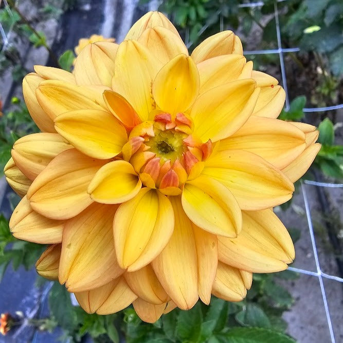 Ginger Snap Dahlia